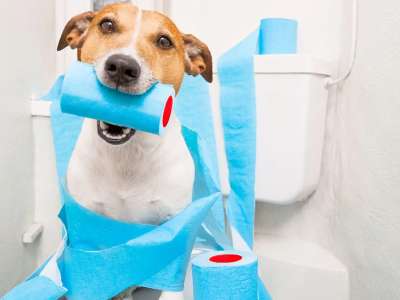 cachorro no vaso com papel higiênico azul na boca.